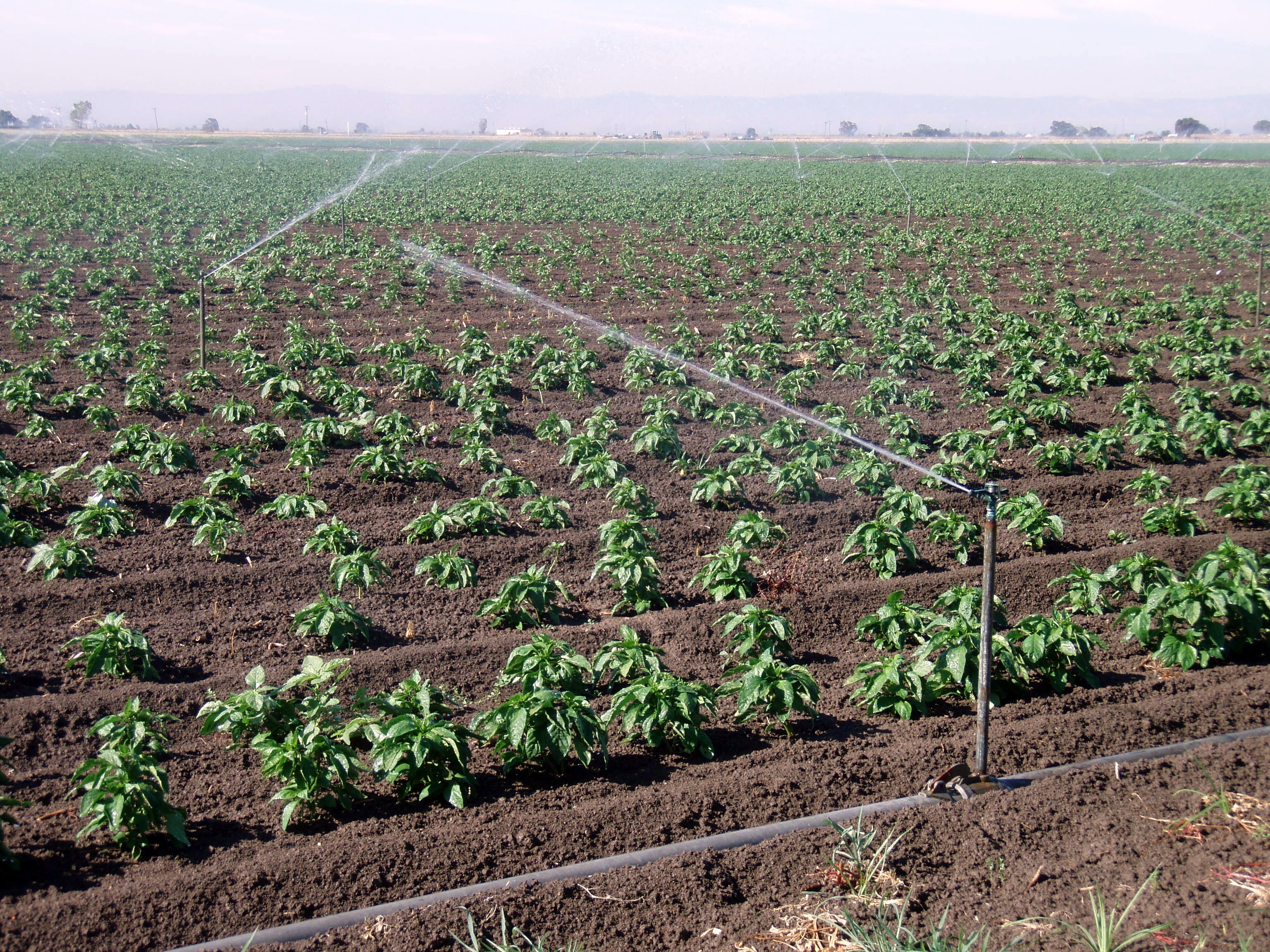 Picture of Crops being watered