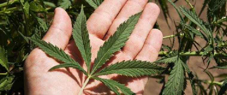 Cannabis Cultivation Regulation