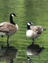 ducks