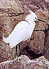 Snowy Egret