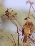 sparrow - bird