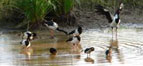 Birds in Pond