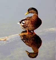 Duck