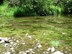 algae mats in Sonoma Creek