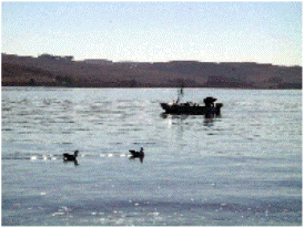 Tomales Bay
