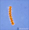 Phytoplankton