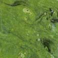 Blue Green Algae Bloom
