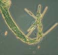 Cyanobacteria