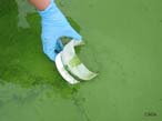 Cyanobacteria Bloom
