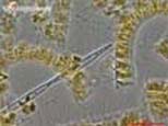 Phytoplankton (Diatom