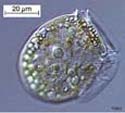 Phytoplankton (Dinoflagellate)