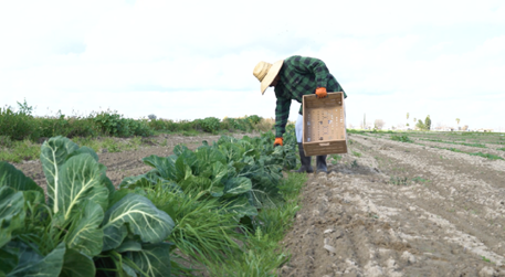 A photograph of a farmer harvesting produce from the Allensworth organic farm.
