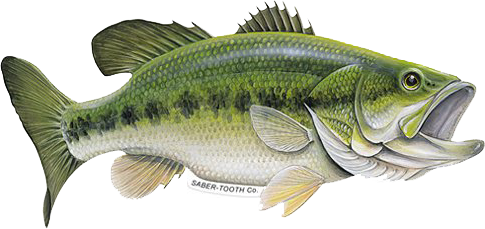Graphic of Large Mouth Bass - Saber Tooth Co.