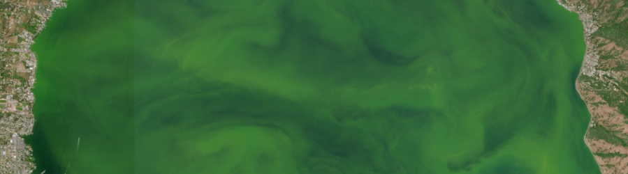 True color Sentinel-2 satellite image of Clear Lake Upper Arm. Brown land is shown on the right and left of the image with bright green swirls covering the width of the lake.