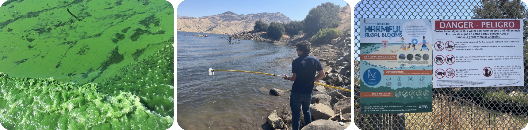 Row of three photos including bright green cyanobacteria bloom seen in still water and a boat wake, person holding a yellow extendable pole sampler with bottle attachment near rocky water edge, and a general awareness and Danger HAB advisory sign hung to a chain link fence.