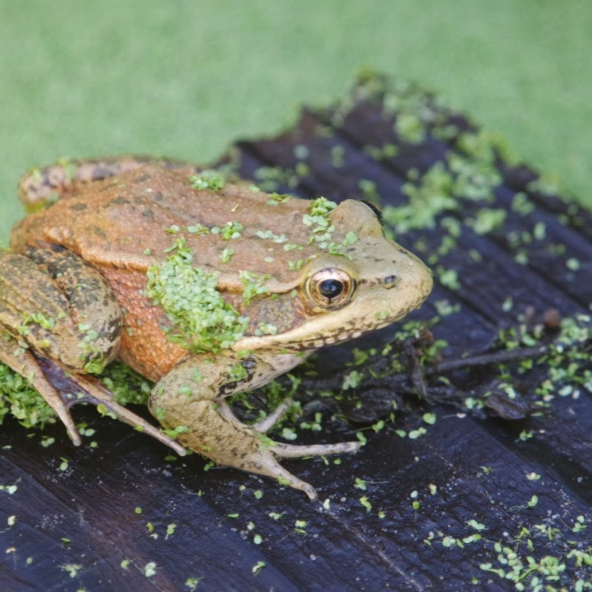 Photograph of a frog on a pier above water covered with aquatic vegetation.