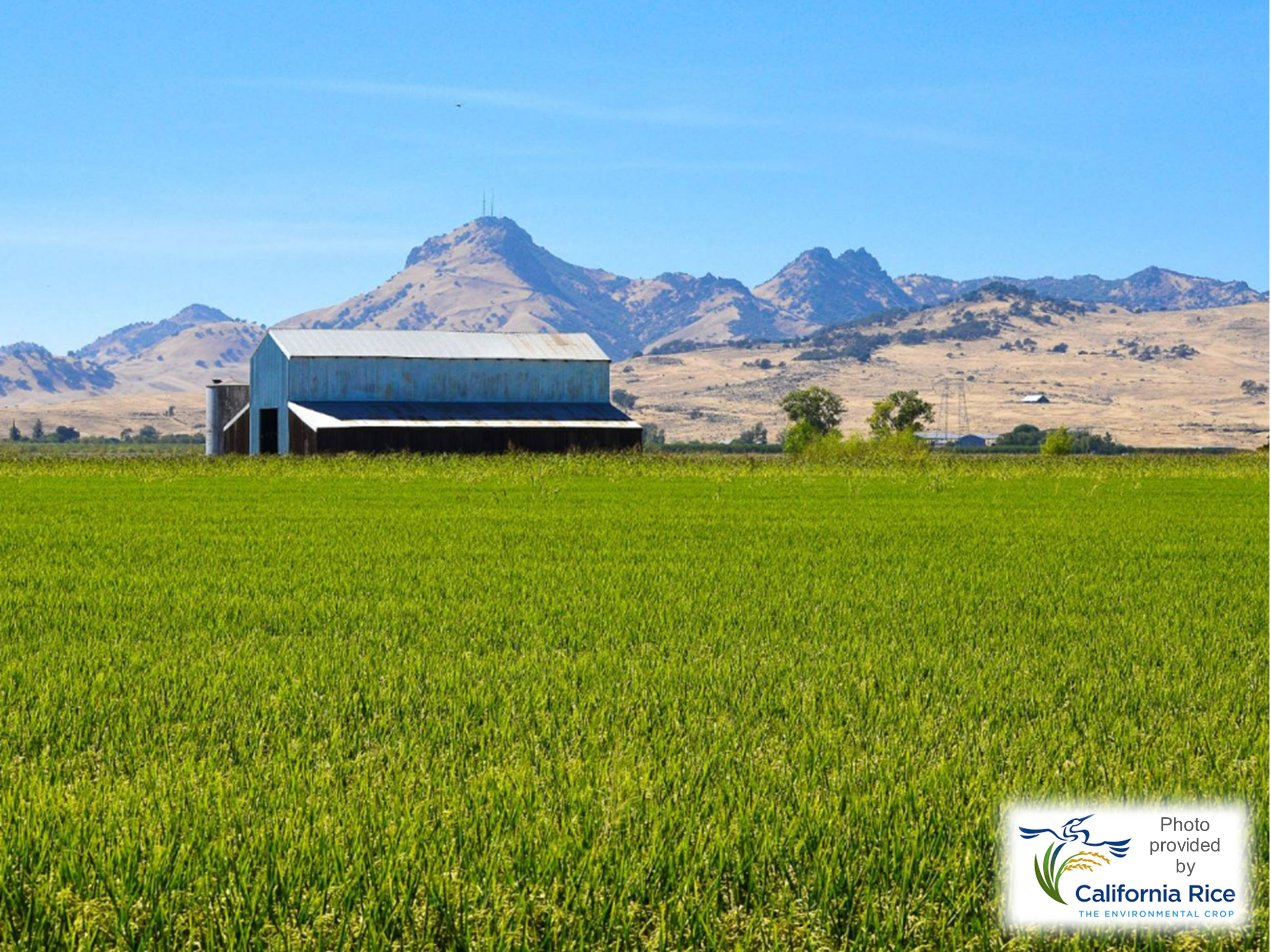 Irrigated Lands Success Stories Program, Rice field, Barn