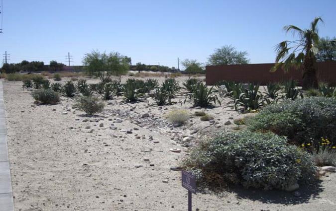 Desert Landscaping 2