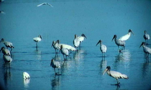 Birds on beach