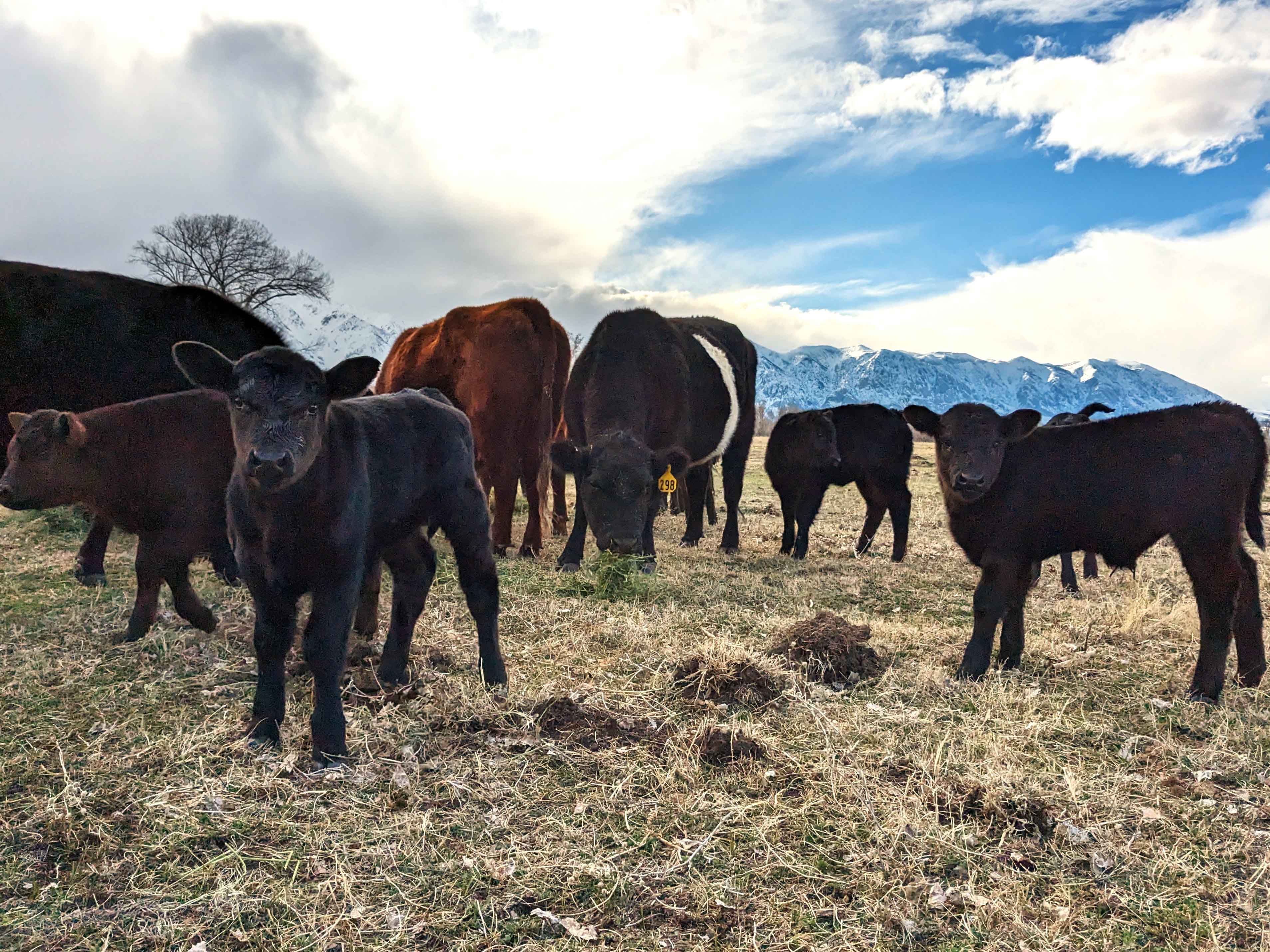 Cows Grazing