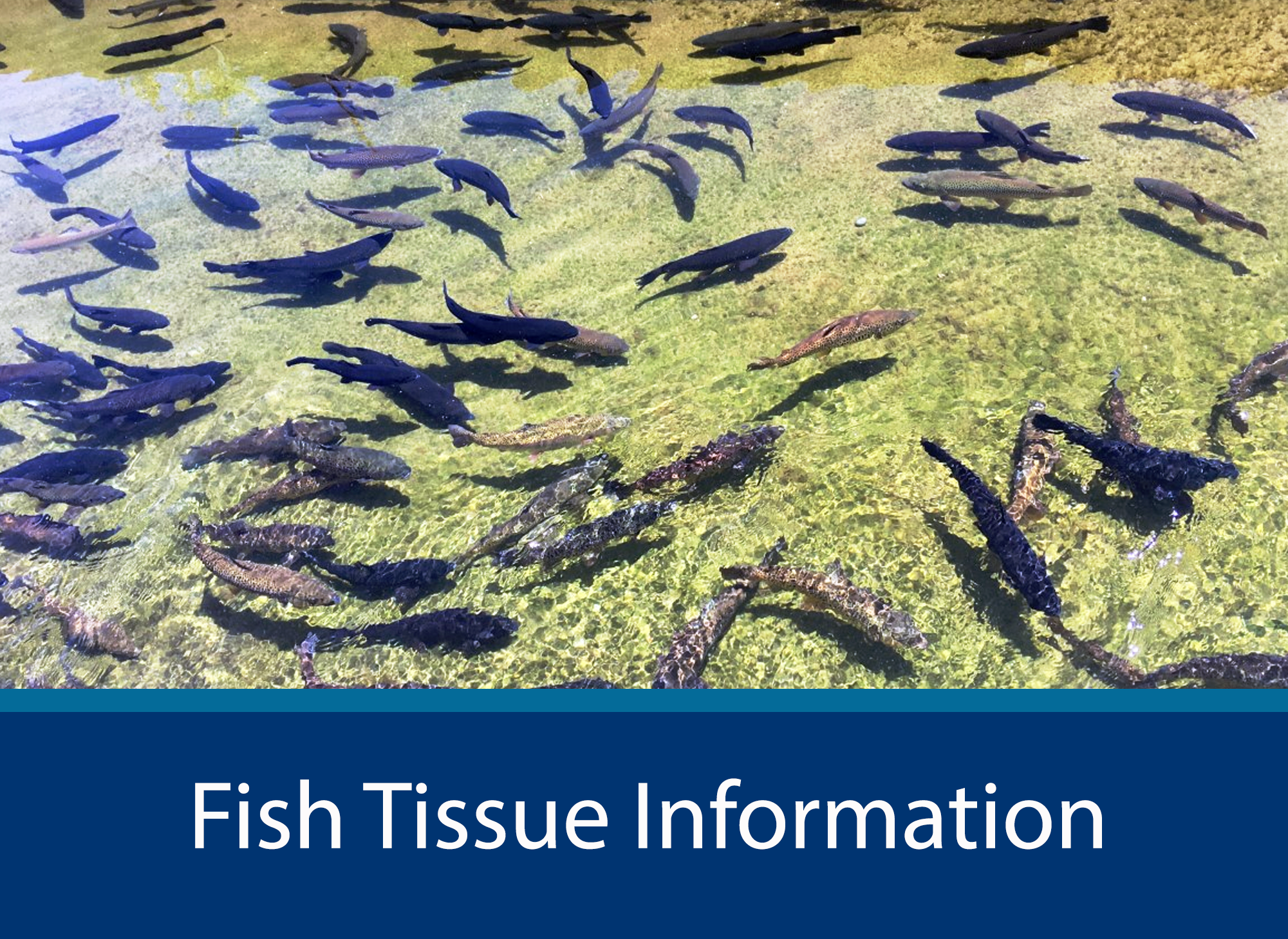 Fish Tissue