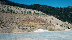 Close-up of revegetation at Pond 2
