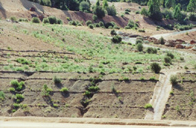 revegetation above Pond 1 - 1 year after
revegetation