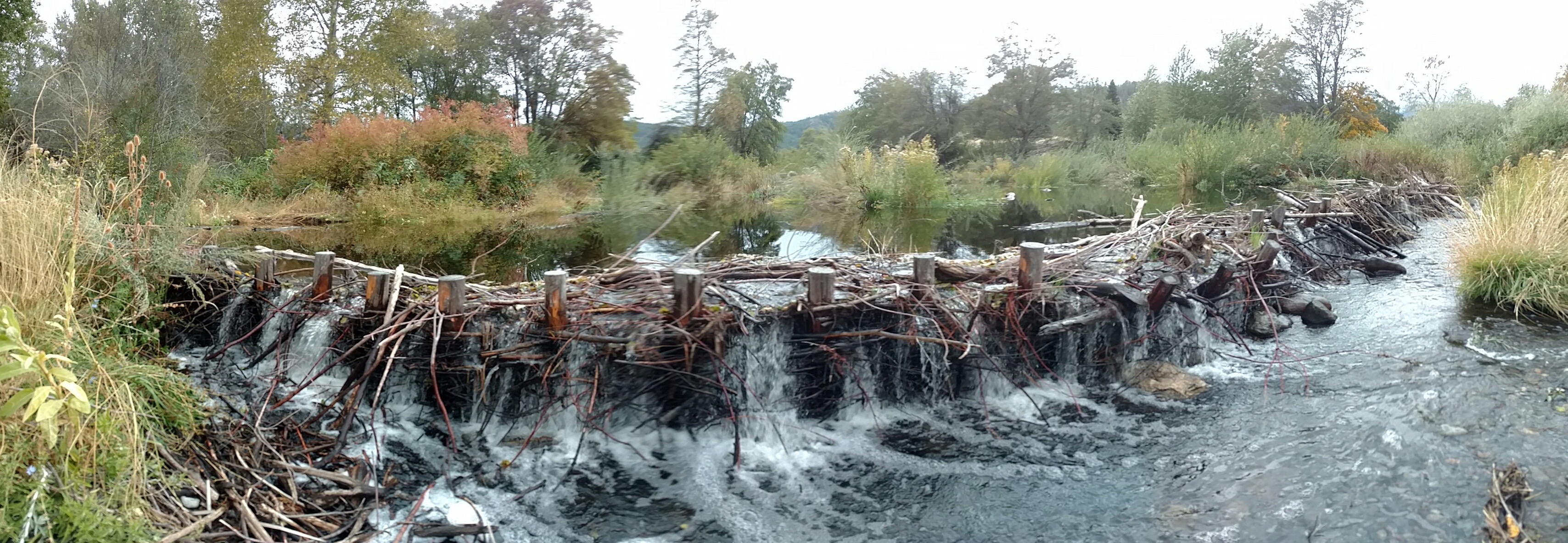 Beaver Dam Analogue on Sugar Creek