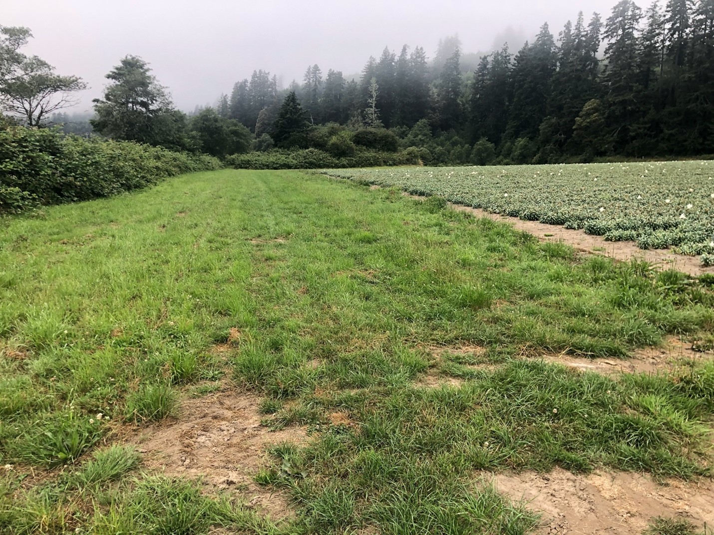 A creek running through blackberries on one side with a grass filter strip running between the creek and the edge of a lily field. 