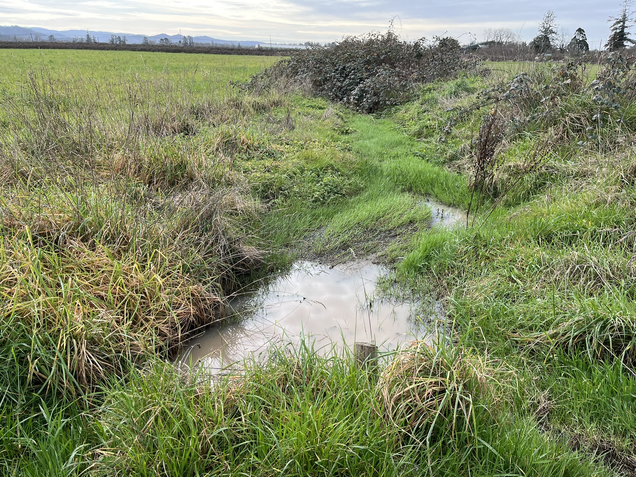 A lily bulb field with active sprinklers down one row. Water is collecting in the furrows, but not draining off the field. There is a grass filter strip in the foreground along the edge of the field.