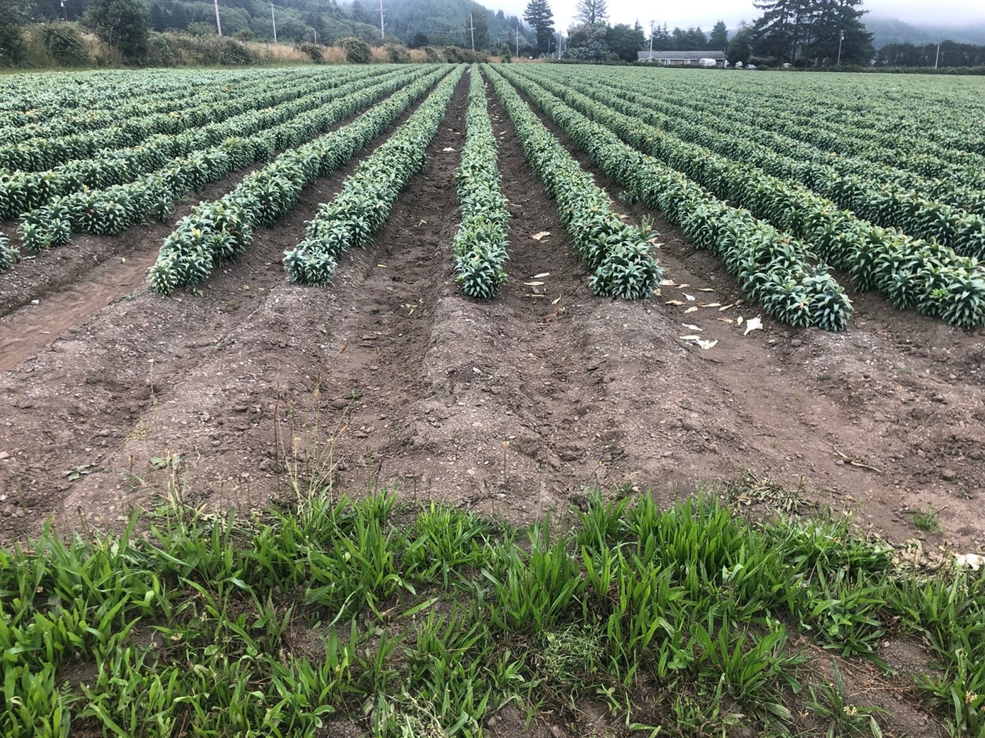 A lily field with sediment collected at the end of the rows and at the start of the filter strip.