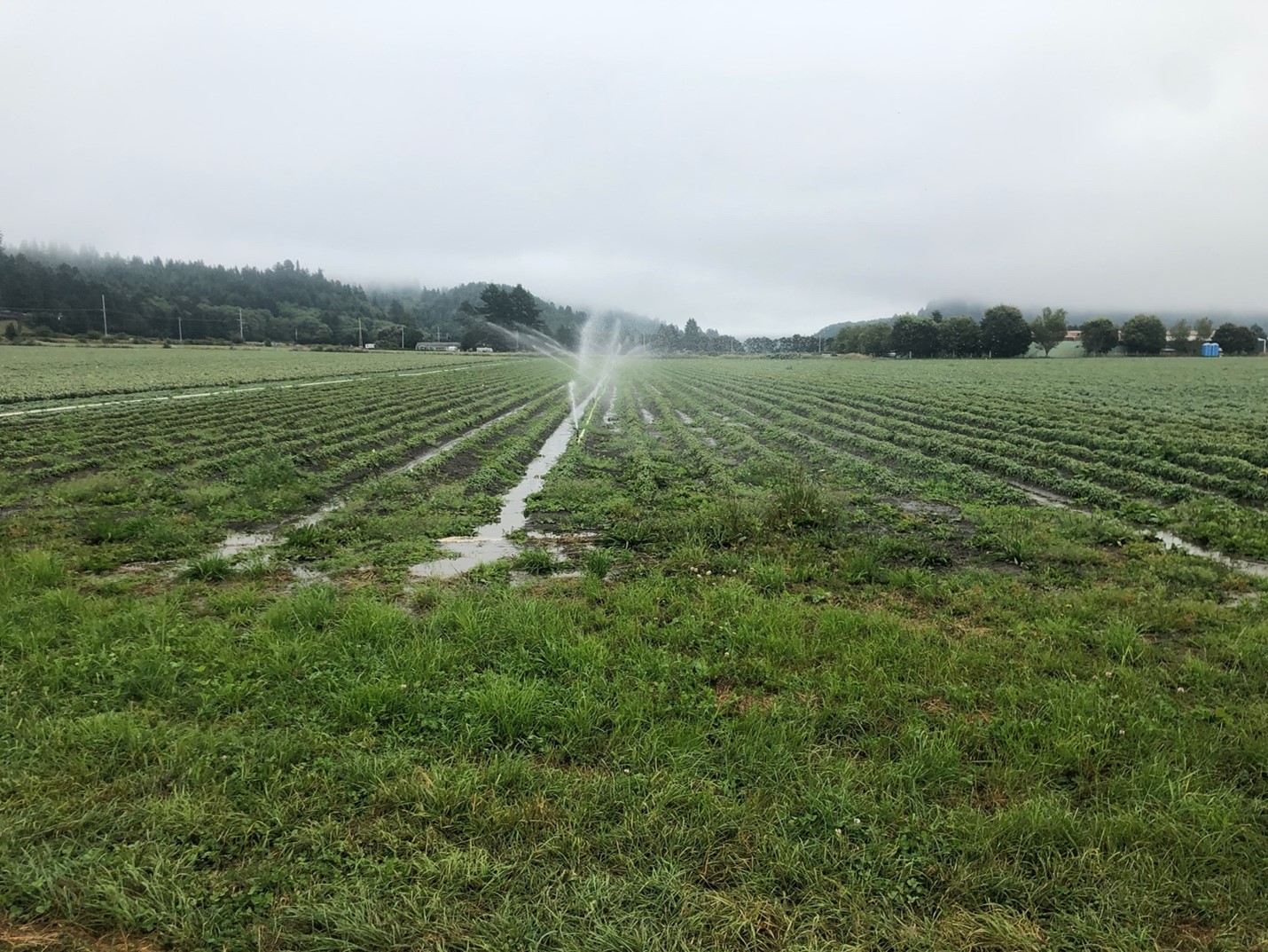 A lily bulb field with active sprinklers down one row. Water is collecting in the furrows, but not draining off the field. There is a grass filter strip in the foreground along the edge of the field.
