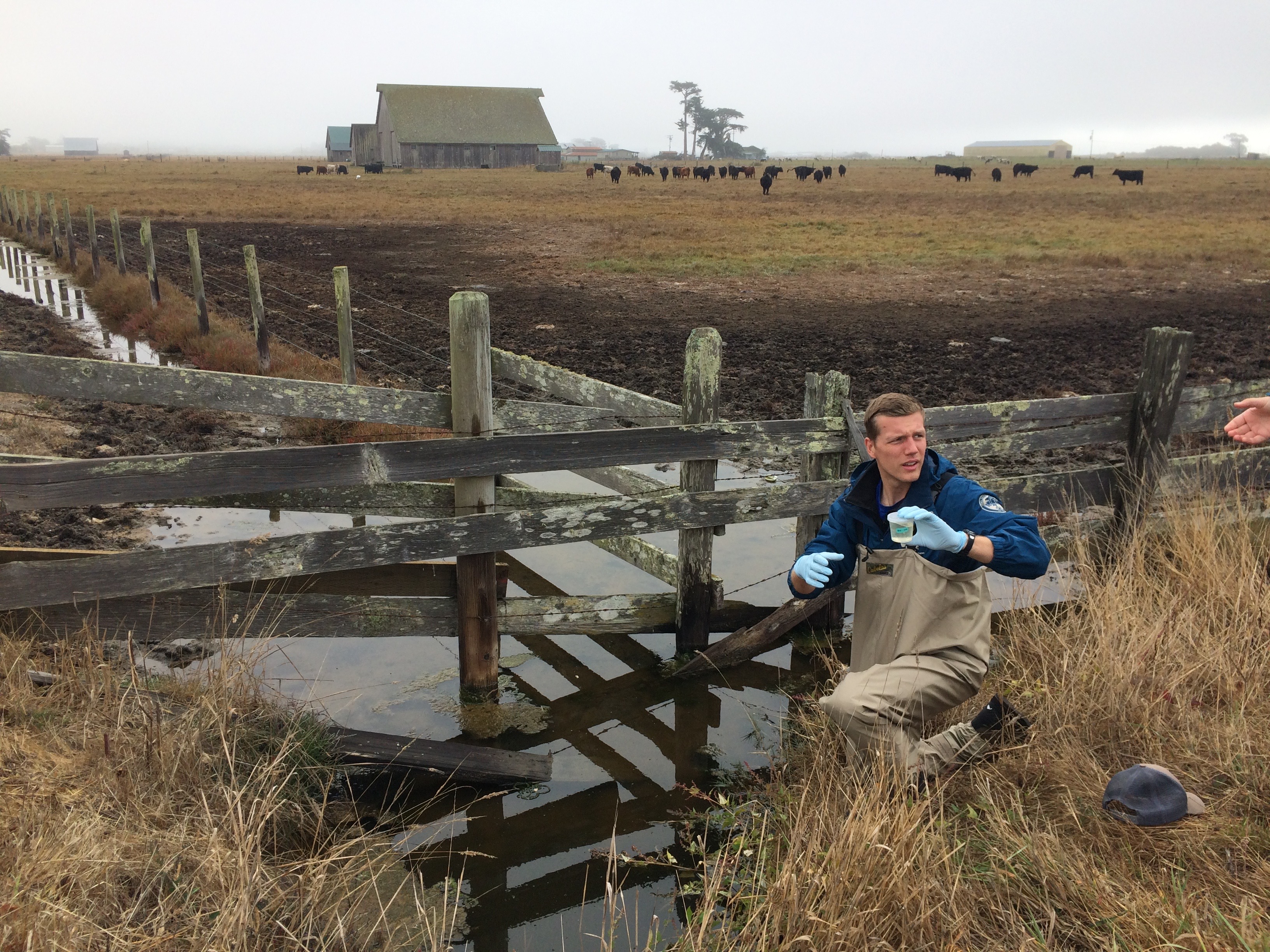 member of the Watershed Stewardship Program, collecting water samples for fecal indicator bacteria analysis from cattle pasture runoff