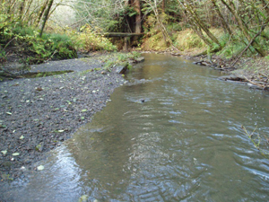 small creek within the elk river watershed