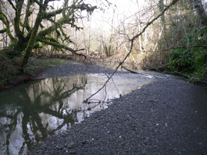 Freshwater Creek Scenic