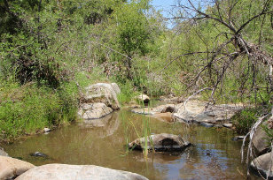 Stream surrounded by rocks and trees