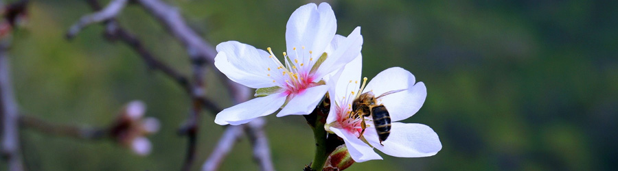 Central Valley Climate Change Program Header