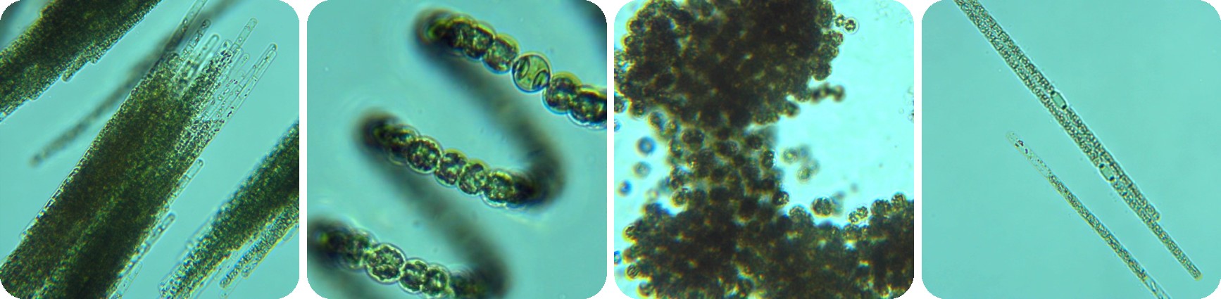 Row of three photos including bright green cyanobacteria bloom seen in still water and a boat wake, person holding a yellow extendable pole sampler with bottle attachment near rocky water edge, and a general awareness and Danger HAB advisory sign hung to a chain link fence.