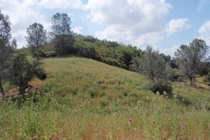 Irish Hill Mine after reclamation