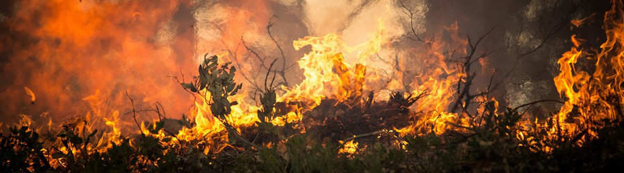 Brush and leaves on fire