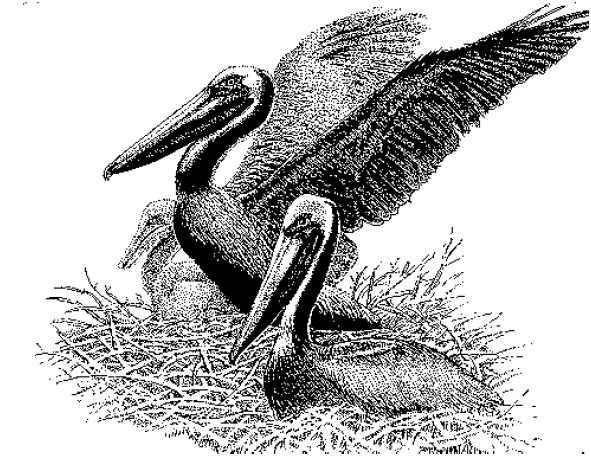 Pelicans