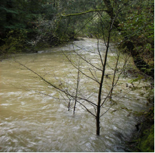 high flows in Lagunitas Creek