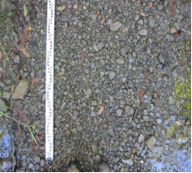 Sand in stream bed, which is bad for spawning habitat