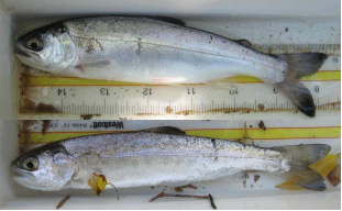 A large juvenile steelhead and juvenile coho salmon measured on their way to the ocean