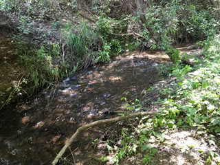 Photo of Permanente Creek within Rancho San Antonio open space area.  The photo shows a healthy creek with riparian vegetation.