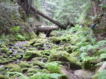 Photo showing El Corte de Madera Creek in the San Gregorio Creek watershed. Photo shows the creek flowing by moss covered rocks.