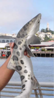 A person holding up a small leopard shark caught in San Francisco Bay