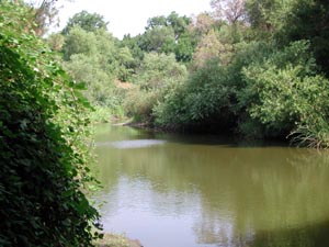 photo of Sonoma Creek in summer