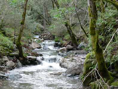 Photo from the upper watershed of Sonoma Creek showing water cascading down series of small steps