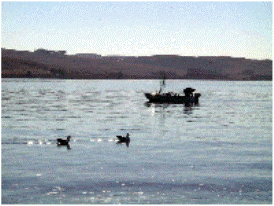 Photo of a small boat on Tomales Bay
